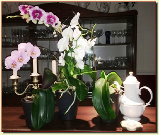 Auswahl von unseren Orchideen